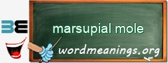 WordMeaning blackboard for marsupial mole